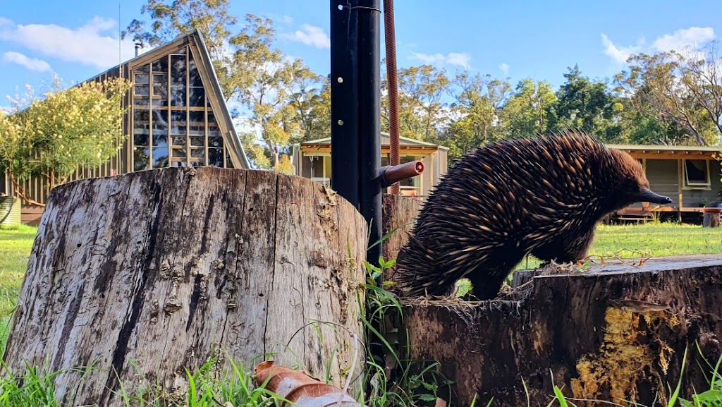 Chakola | 230B Mount Scanzi Rd, Kangaroo Valley NSW 2577, Australia | Phone: 0402 315 122