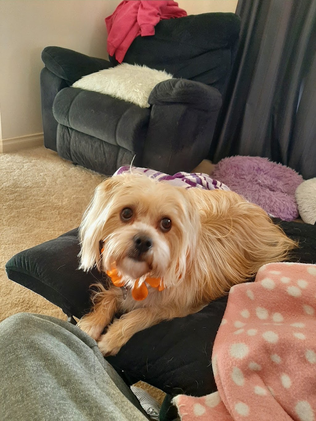 Paw and Order Dog Grooming Studio | 81 Sturt St, Mulwala NSW 2647, Australia | Phone: 0438 788 845 Paw and Order Dog Grooming Studio | 81 Sturt St, Mulwala NSW 2647, Australia | Phone: 0438 788 845
