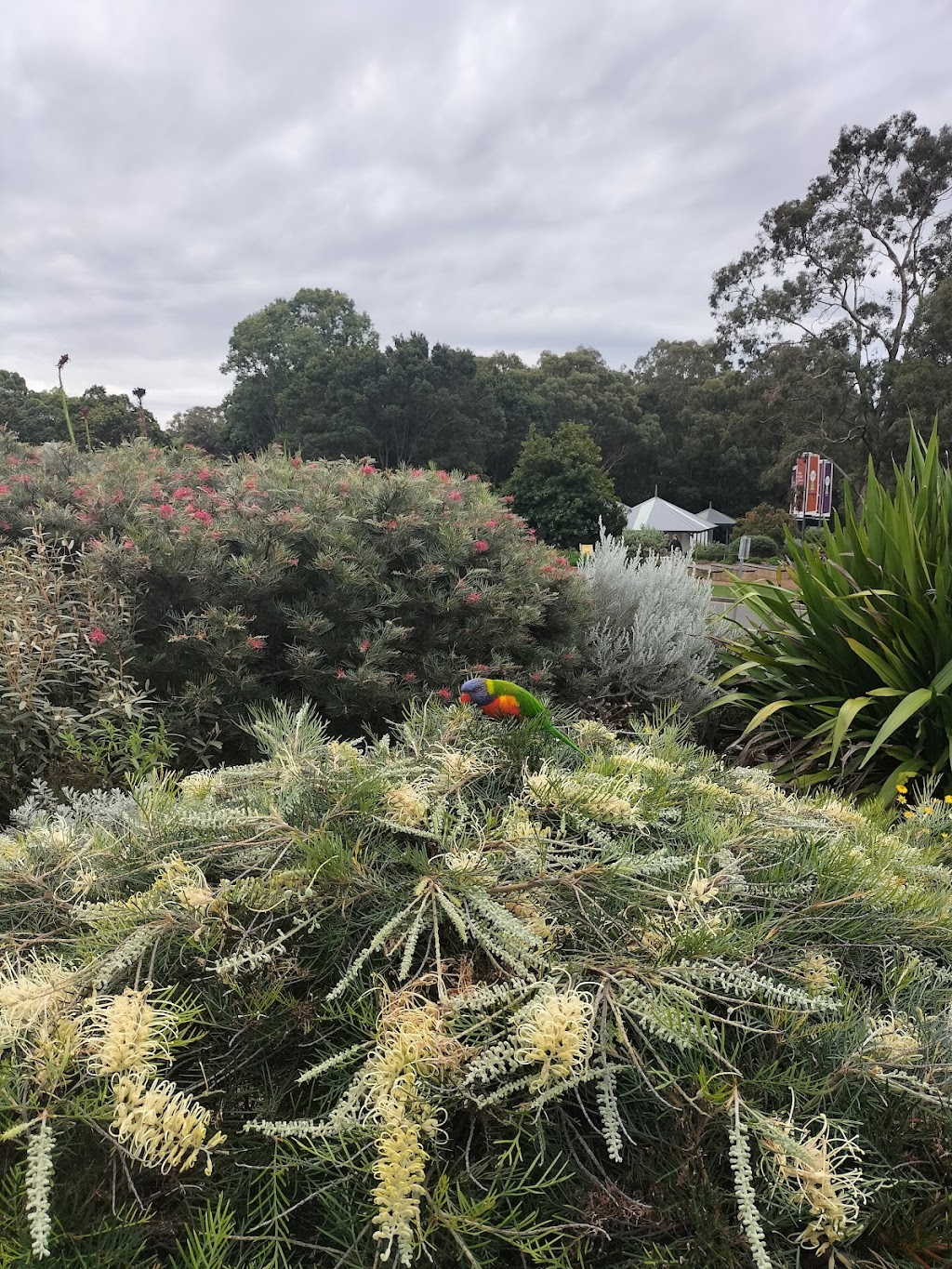 Australian Botanic Garden Mount Annan parkrun | Mount Annan NSW 2567, Australia | Phone: (02) 4631 4200