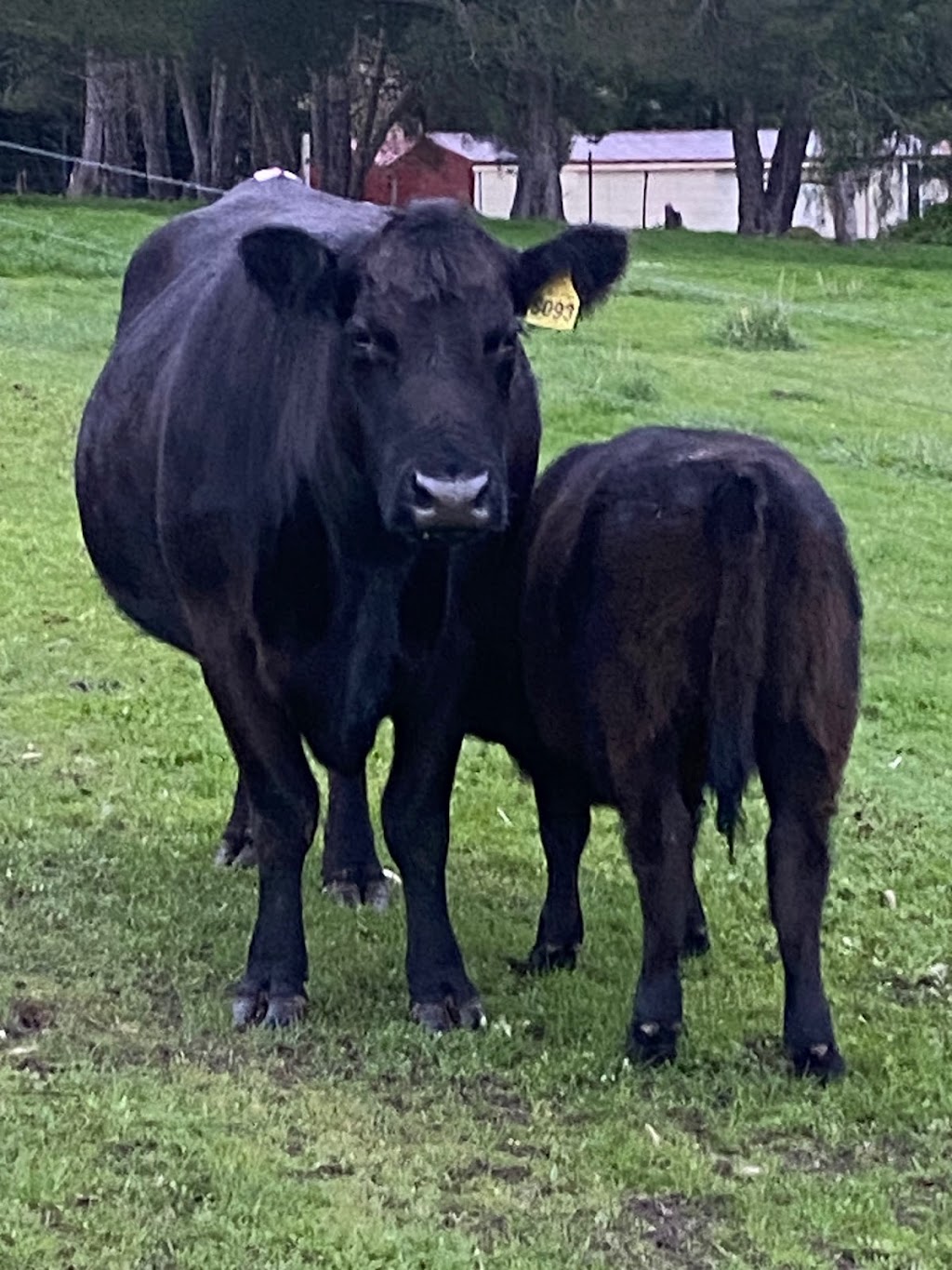 Tooloomba Angus | 72 Laubes Rd, Springton SA 5235, Australia | Phone: 0467 581 063