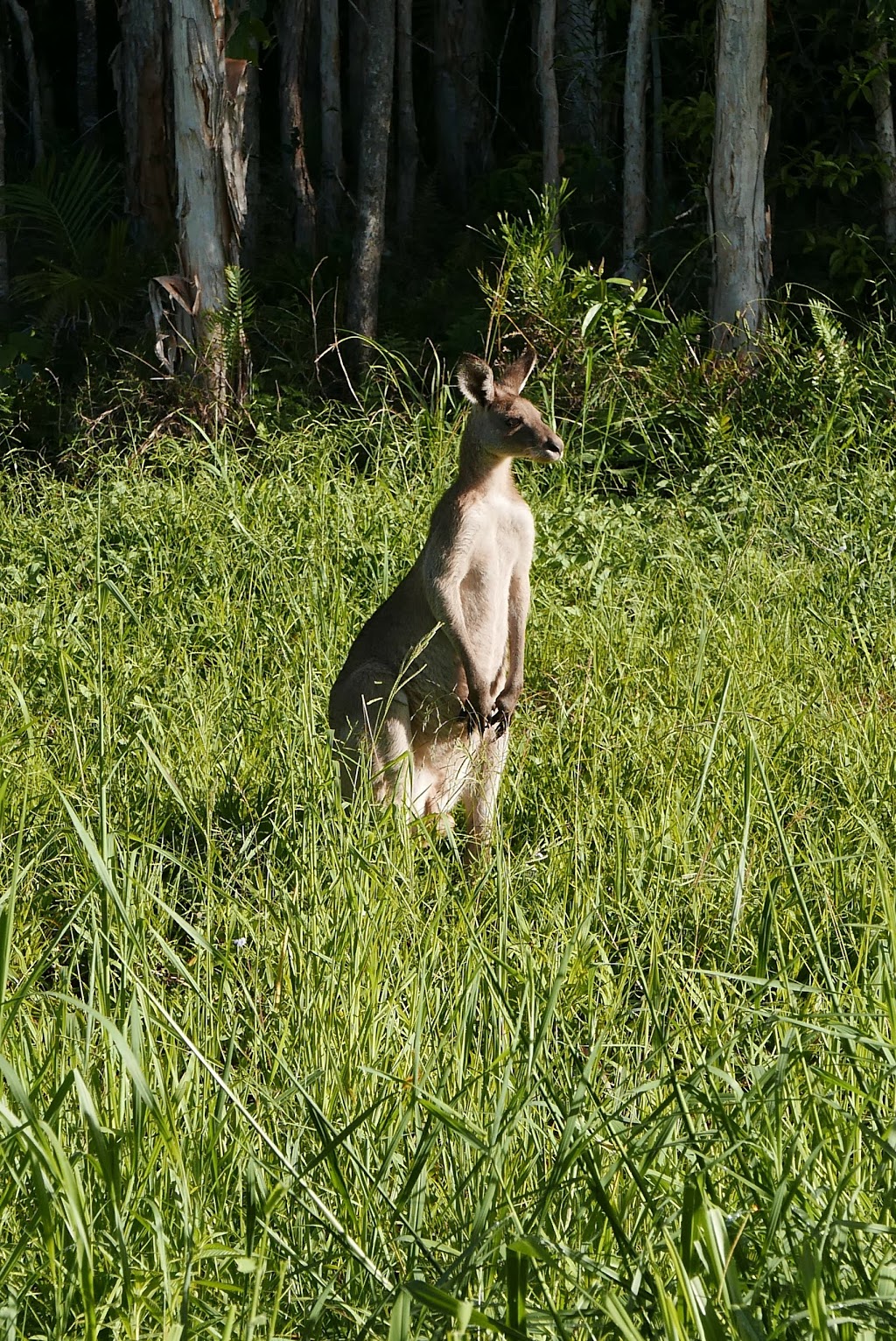 Harry Spring Conservation Park | park | Tewantin QLD 4565, Australia