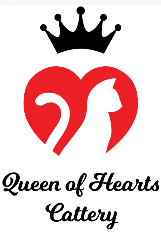 Queen of Hearts Cattery | 31 Douglas Ln, Illowa VIC 3282, Australia | Phone: 0493 102 704