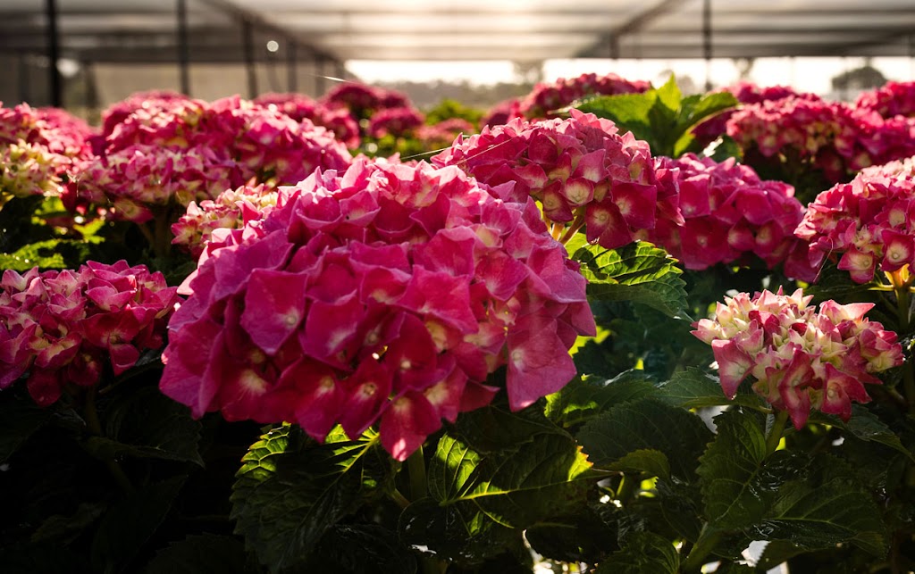 Sunflora Group Pty Ltd | 378 Church Rd, The Summit QLD 4377, Australia | Phone: 0459 672 333