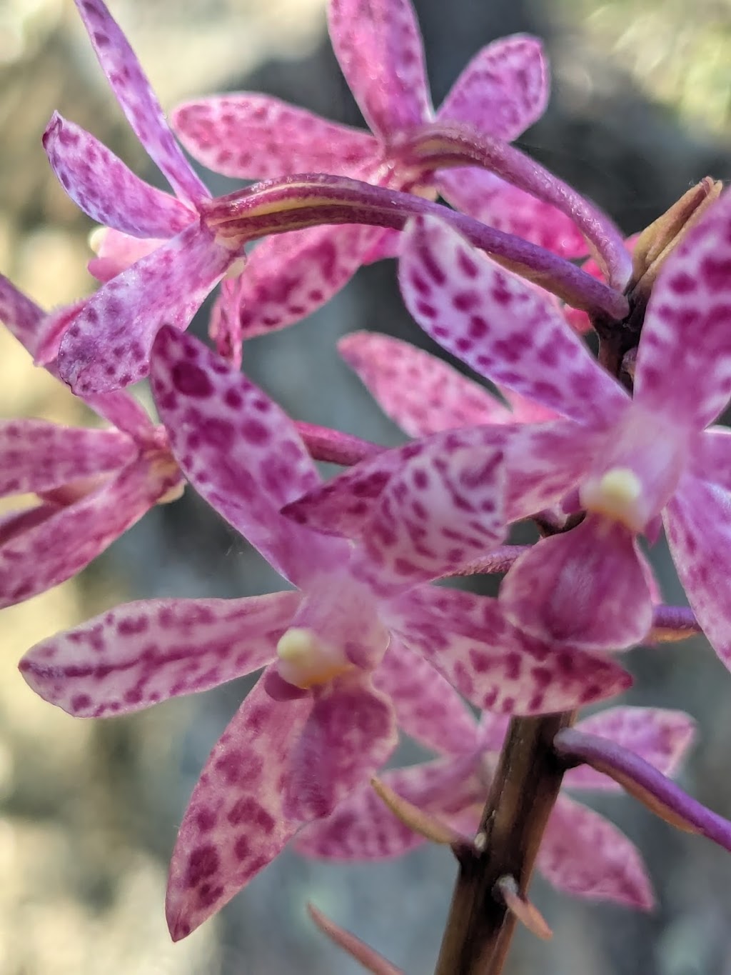 Flora Control | 3 Ella St, Hill Top NSW 2575, Australia | Phone: 0439 404 862