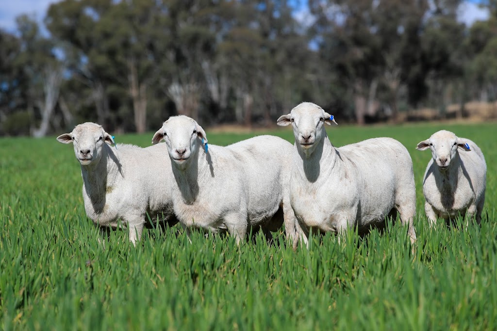 Kahmoo Pastarol Co | Kahmoo, thargomindah rd, Cunnamulla QLD 4490, Australia | Phone: 0417 902 277