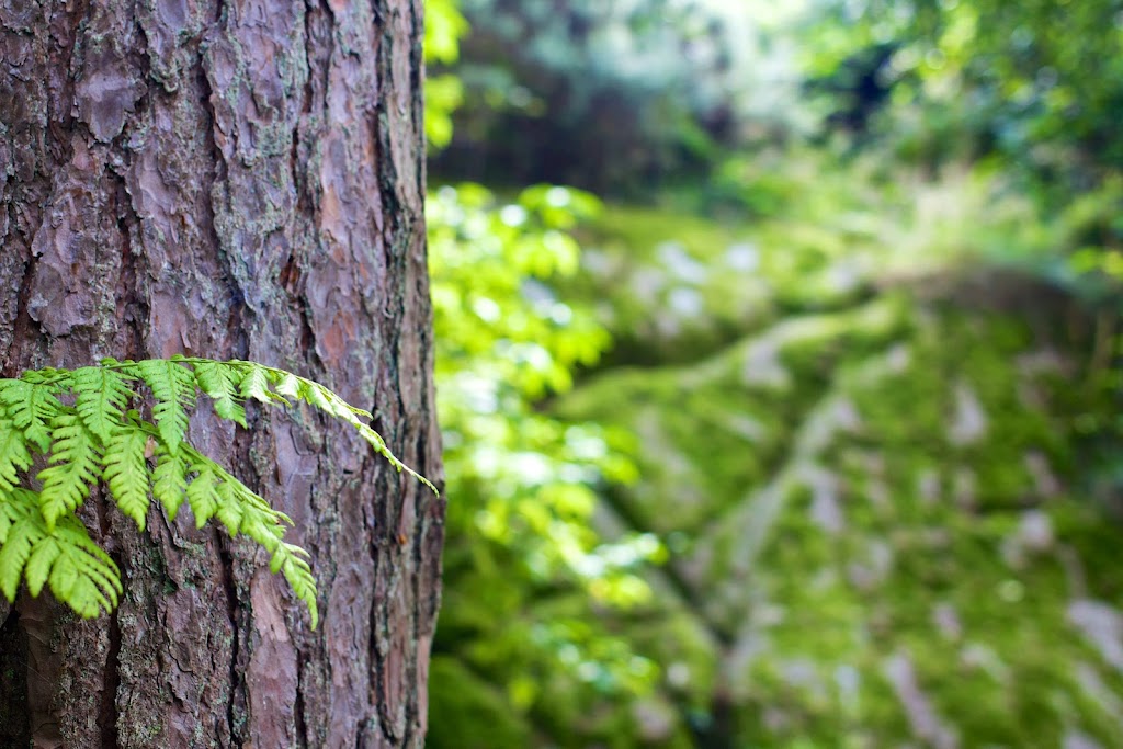 Eraes Tree Lopping Service | 8 Lincluden Pl, Airds NSW 2560, Australia | Phone: 0415 216 640