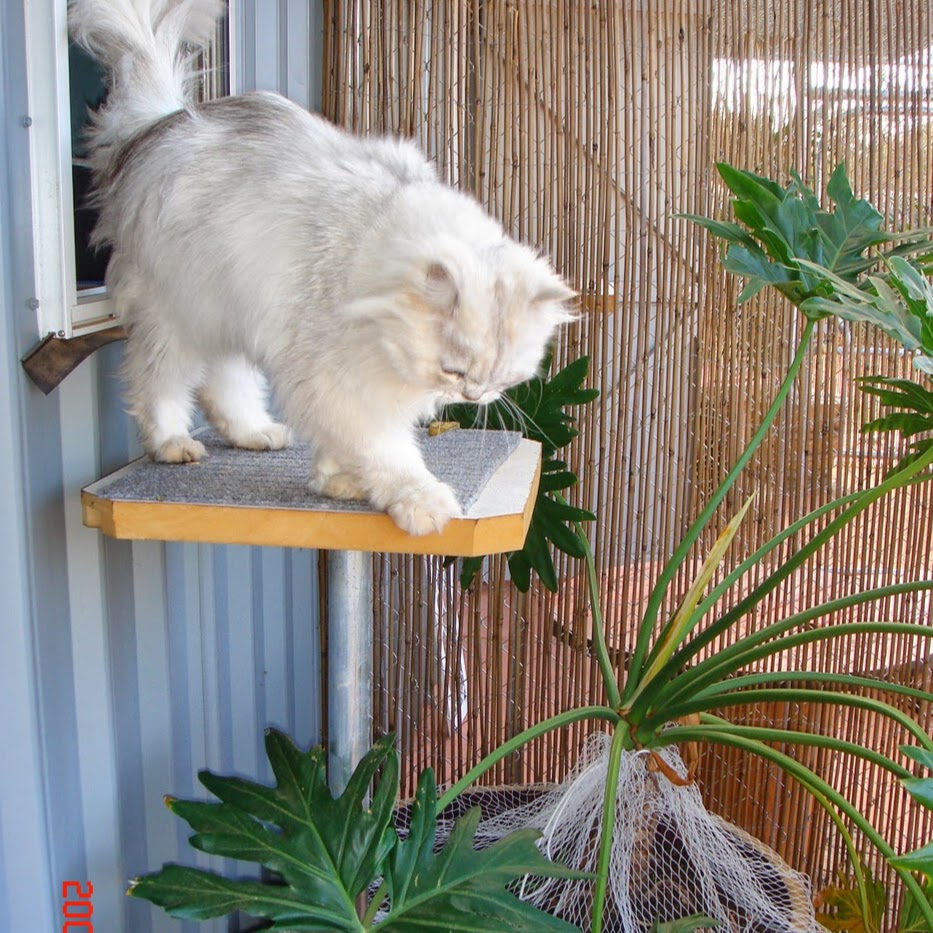 Catopia Boarding Cattery | veterinary care | 23B, Ridley Rd, Geraldton WA 6530, Australia | 0448553443 OR +61 448 553 443