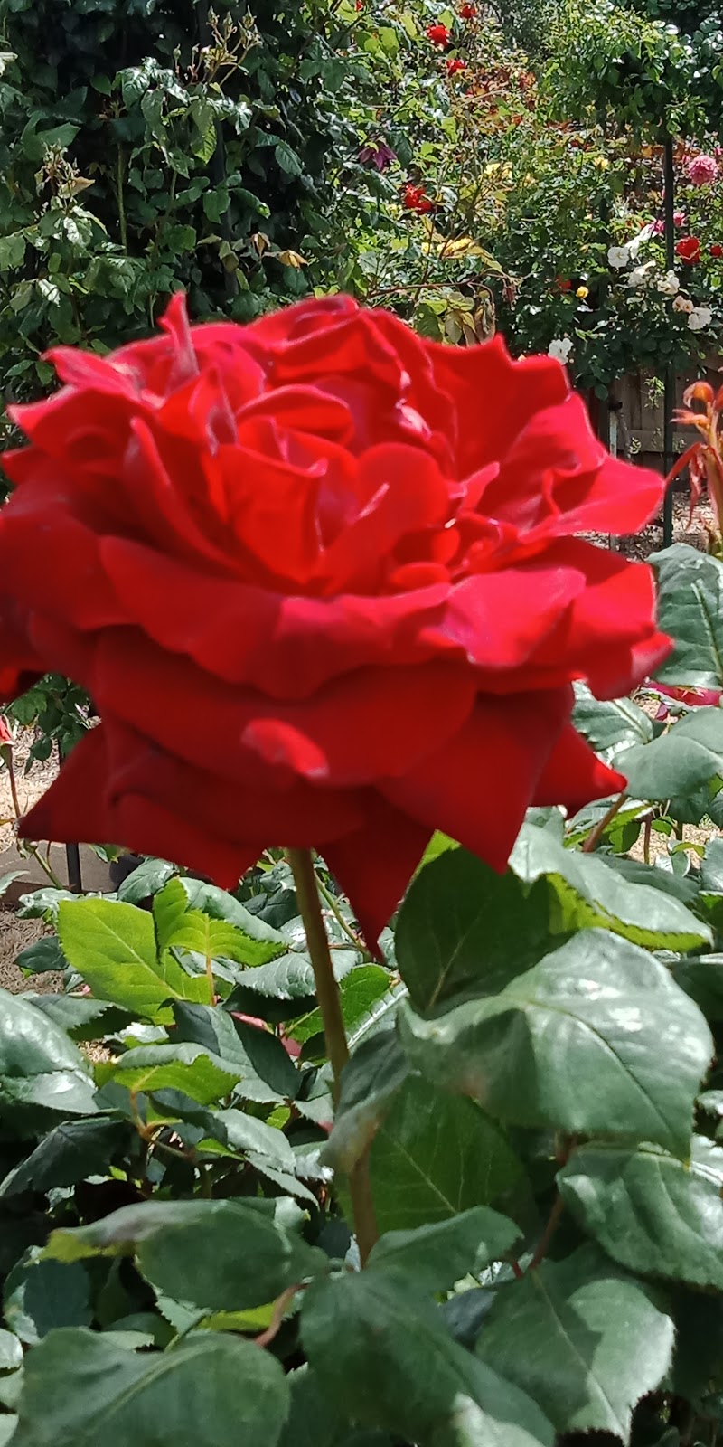 Rambling Rose Gift & Home | 78-80 Bridge St E, Benalla VIC 3672, Australia | Phone: (03) 5762 1040