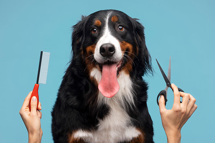 The Dog Grooming Garage | 13 Wiregrass Ave, Denham Court NSW 2565, Australia | Phone: 0438 049 618