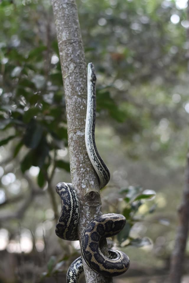 Rhiens Snake Removals | Bestmann Rd E, Sandstone Point QLD 4511, Australia | Phone: 0478 712 638