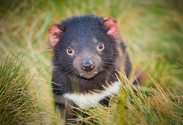 Devils@Cradle | Devils at Cradle, 3950 Cradle Mountain Rd, Cradle Mountain TAS 7306, Australia | Phone: (03) 6492 1491