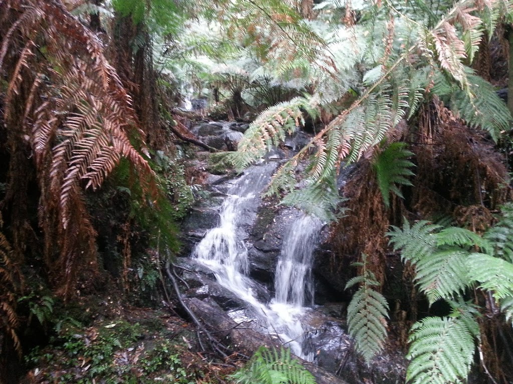 Tarra-Bulga National Park | park | Victoria 3971, Australia | 131963 OR +61 131963