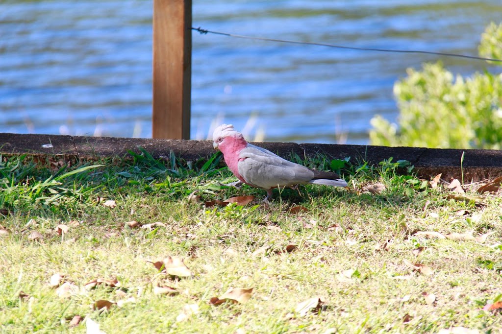 Baroon Pocket Dam Carpark | 207 Narrows Rd, North Maleny QLD 4552, Australia