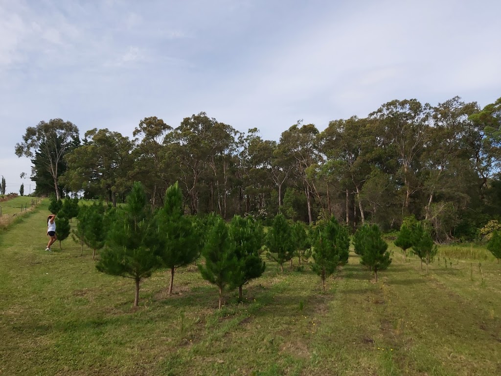 Tomalong Christmas Tree Farm | 96 Pitt Town Rd, Kenthurst NSW 2156, Australia | Phone: (02) 9654 9705