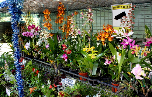 Windemere Orchid Farm | 644-646 Main Western Rd, Tamborine Mountain QLD 4272, Australia | Phone: (07) 5545 1613