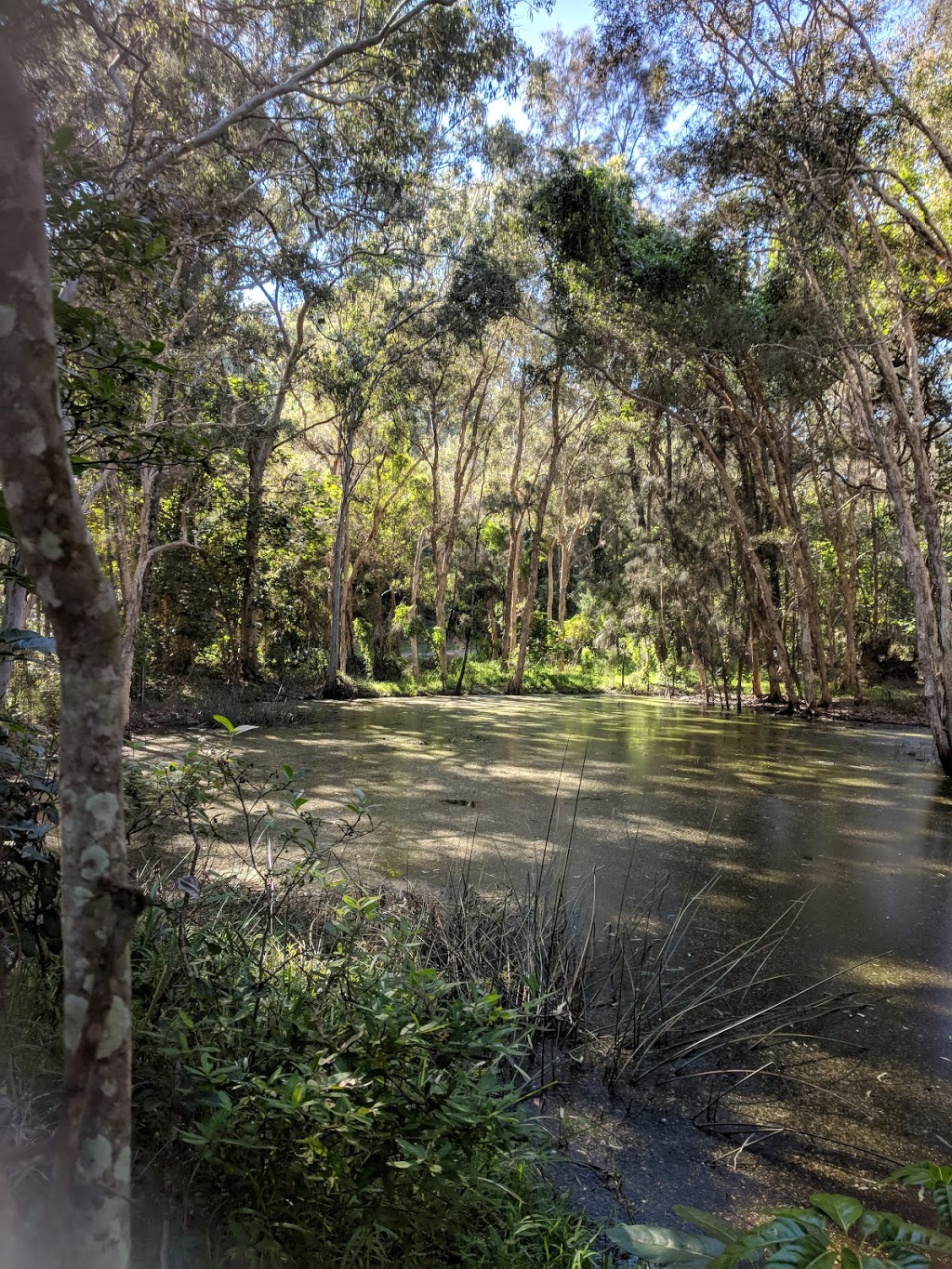 Corroboree Park | 17-79 Cotton Tree Ave, MacLeay Island QLD 4184, Australia | Phone: (07) 3829 8999