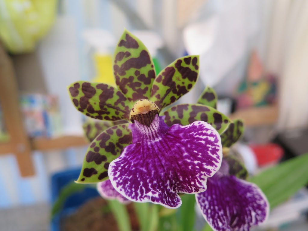 Lyttle Orchid Clones |  | 5 Swifte Ct, Aberfoyle Park SA 5159, Australia | 0457818618 OR +61 457 818 618