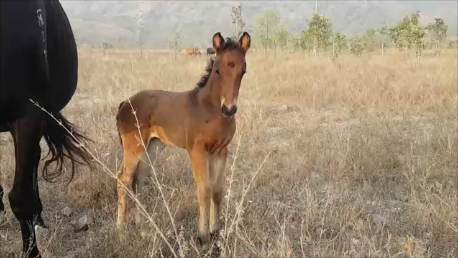 Greg Cook Horsemanship | 360 Round Mountain Rd, Pinnacles QLD 4815, Australia | Phone: 0411 597 904