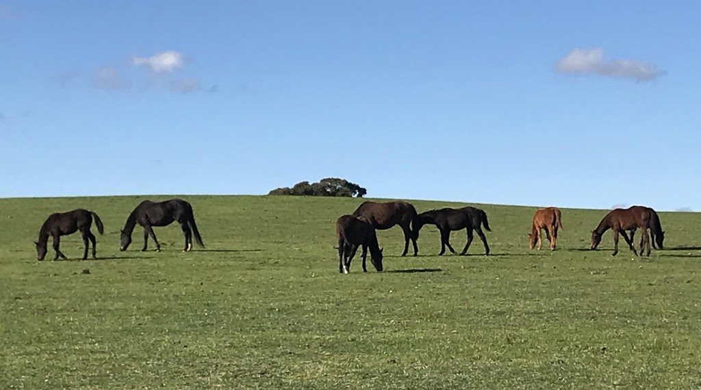 Ironmere Broodmare Farm | 753 Mia Mia-Derrinal Rd, Derrinal VIC 3523, Australia | Phone: 0477 734 581