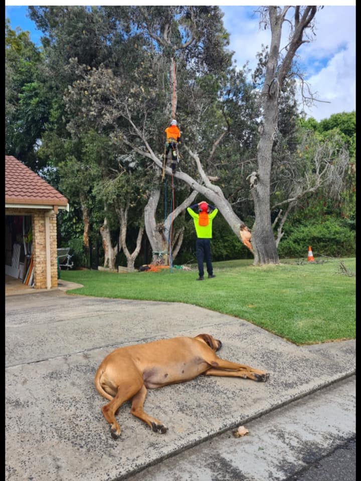 Chris Hackett Tree Services | 17 Bentinck St, Ballina NSW 2478, Australia | Phone: (02) 6686 0599