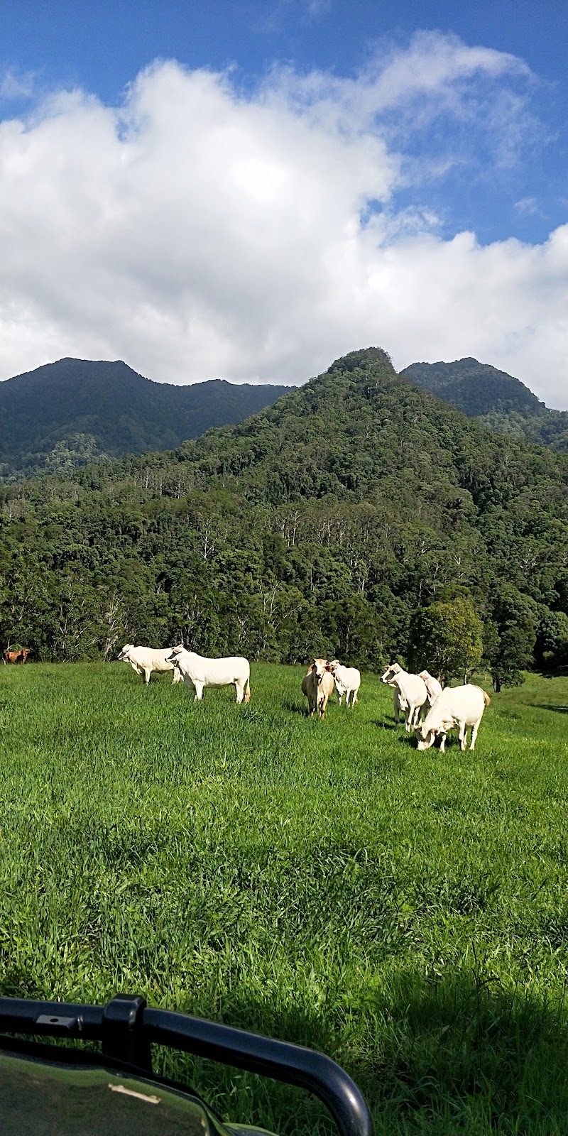 Crystal Creek Farm Stay | lodging | 922 Numinbah Rd, Crystal Creek NSW 2484, Australia | 0408453708 OR +61 408 453 708