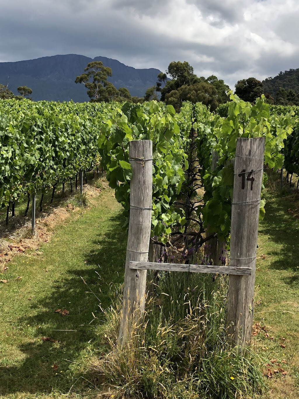 Myrtle Creek Vineyard | 176 Myrtle Creek Rd, Liffey TAS 7301, Australia | Phone: 0407 007 843