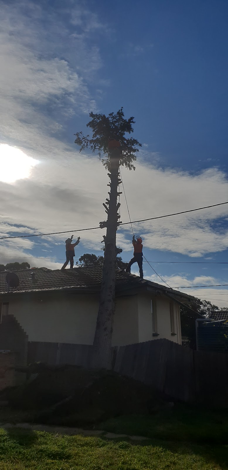 Lances Tree Care | 58 Kinabalu Dr, Tamborine Mountain QLD 4272, Australia | Phone: 0419 181 919