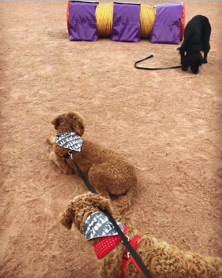 Learners on Lead Pet Dog Training | 35R Ten Mile Ln, Dubbo NSW 2830, Australia | Phone: (02) 6882 4606