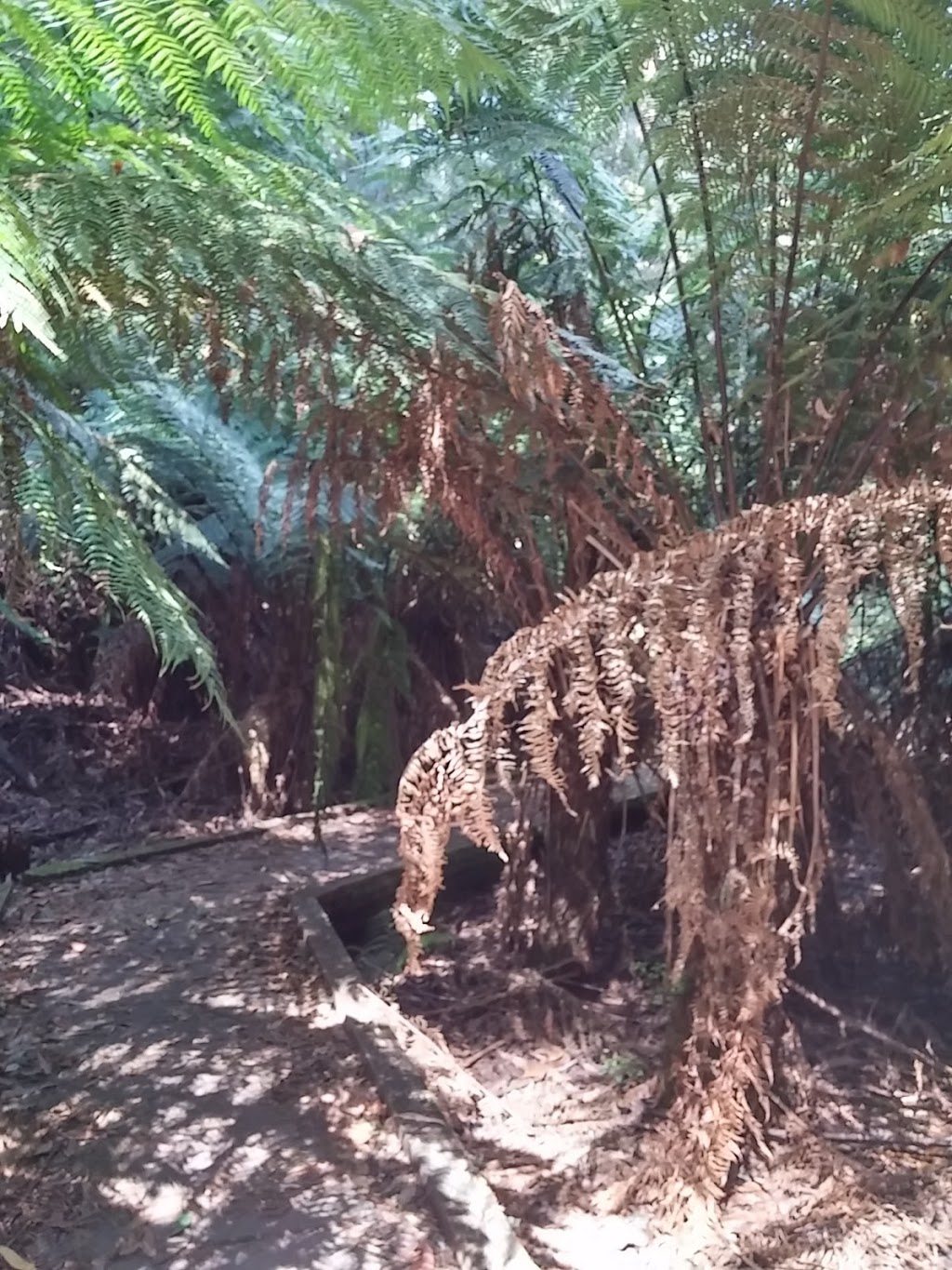 Toolangi State Forest | park | Sylvia Creek Rd, Toolangi VIC 3777, Australia | 136186 OR +61 136186