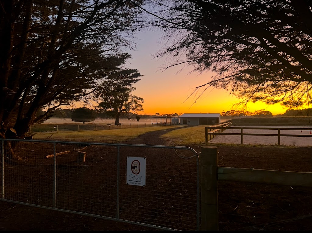 Surf Coast Mindfulness with Horses | 396 Thielemanns Rd, Gherang VIC 3240, Australia | Phone: 0407 559 272