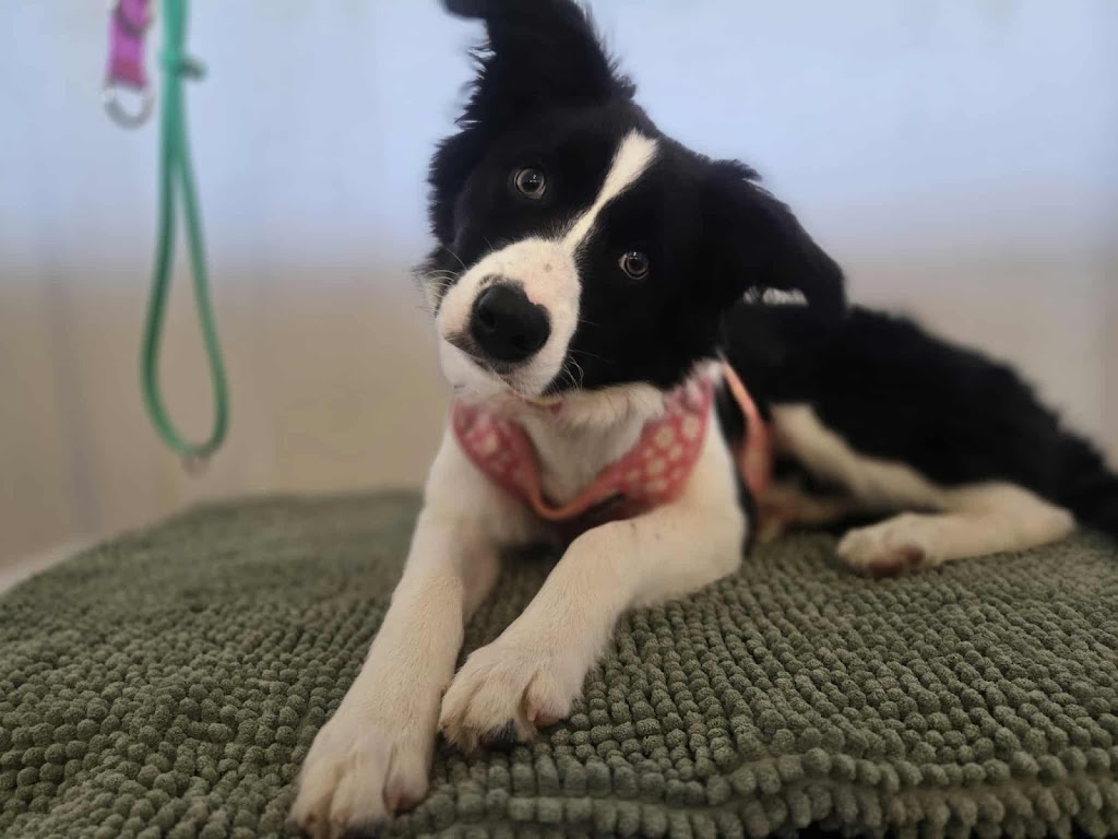 Botanipaws Spa | 122 Alstonvale Rd, Alstonvale NSW 2477, Australia | Phone: 0477 006 431