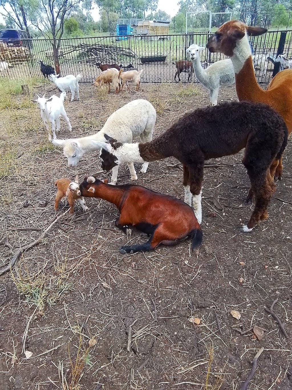 Trulander Petting Zoo | Caringal Rd, Emerald QLD 4720, Australia | Phone: 0407 460 703