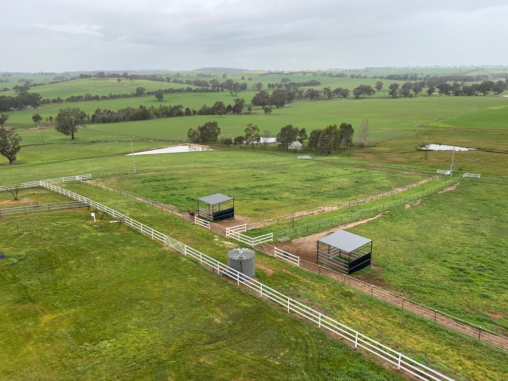 HEALEY QUARTER HORSES | 3847 Murringo Rd, Young NSW 2594, Australia | Phone: 0429 823 568