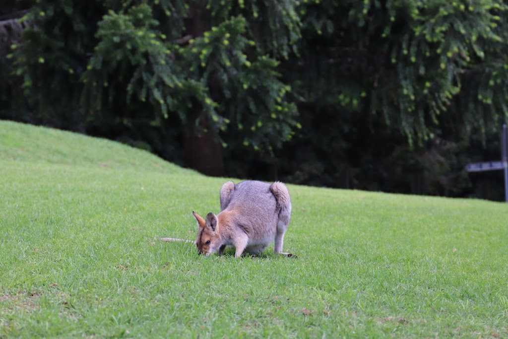 Butterfly | lodging | Unit 8/1 Bunya Ave, Bunya Mountains QLD 4405, Australia | 0746683126 OR +61 7 4668 3126