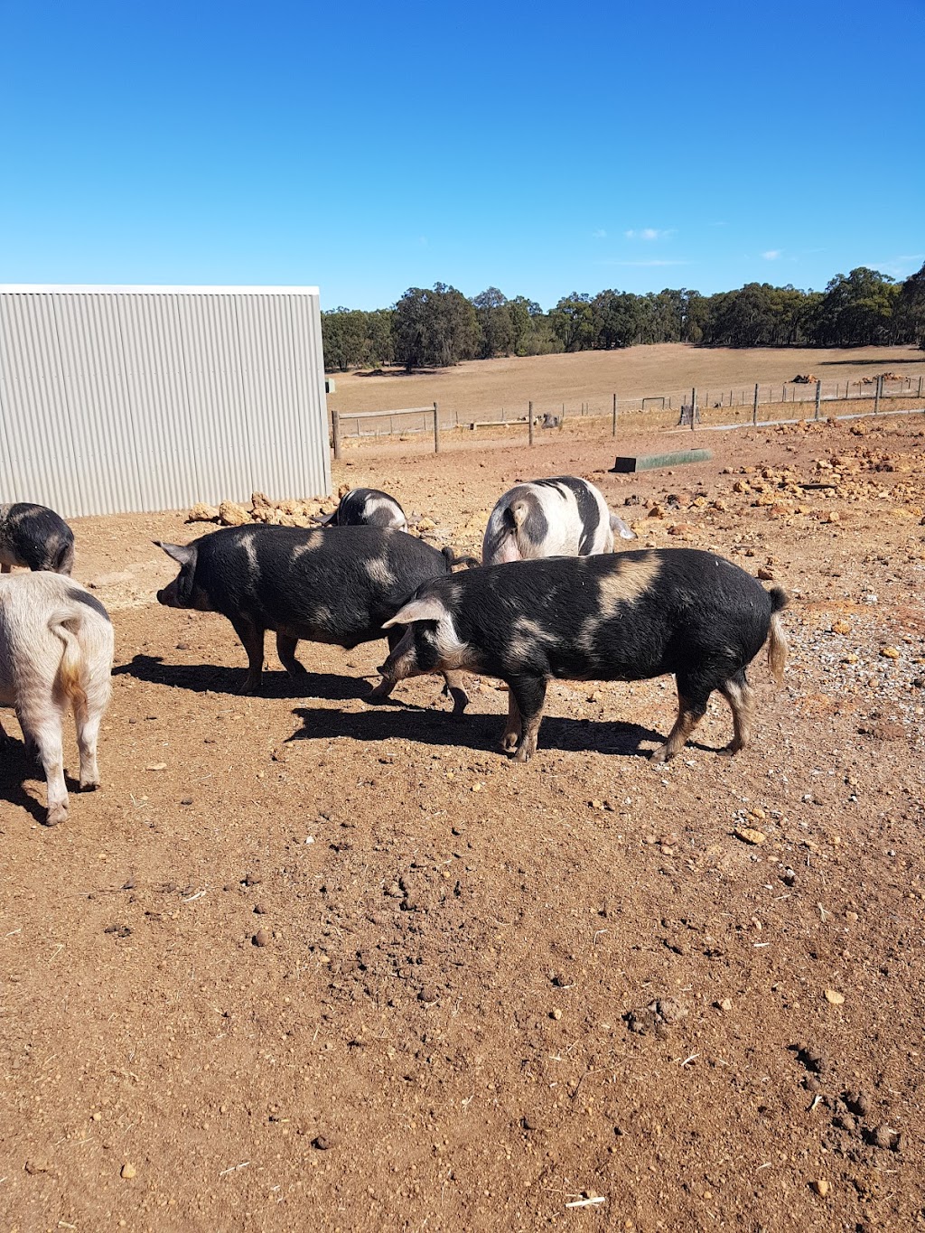 Happy Hooves Farm Sanctuary | 405 Clenton Rd, Gidgegannup WA 6083, Australia | Phone: 0439 976 921