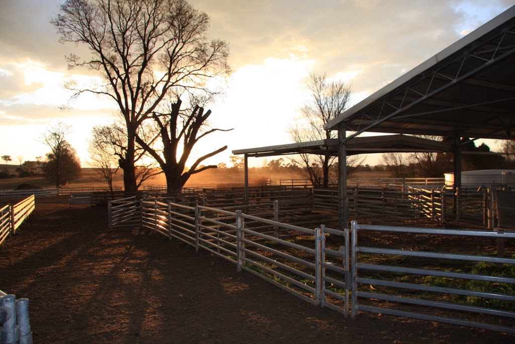 Yalgoo Genetics |  | 1142 Thunderbolts Way, Walcha NSW 2354, Australia | 0497762977 OR +61 497 762 977