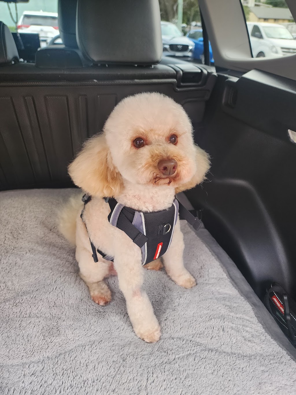 Hello Paw Pet Grooming | next BWS, 72A Pine St, Rydalmere NSW 2116, Australia | Phone: 0478 299 966