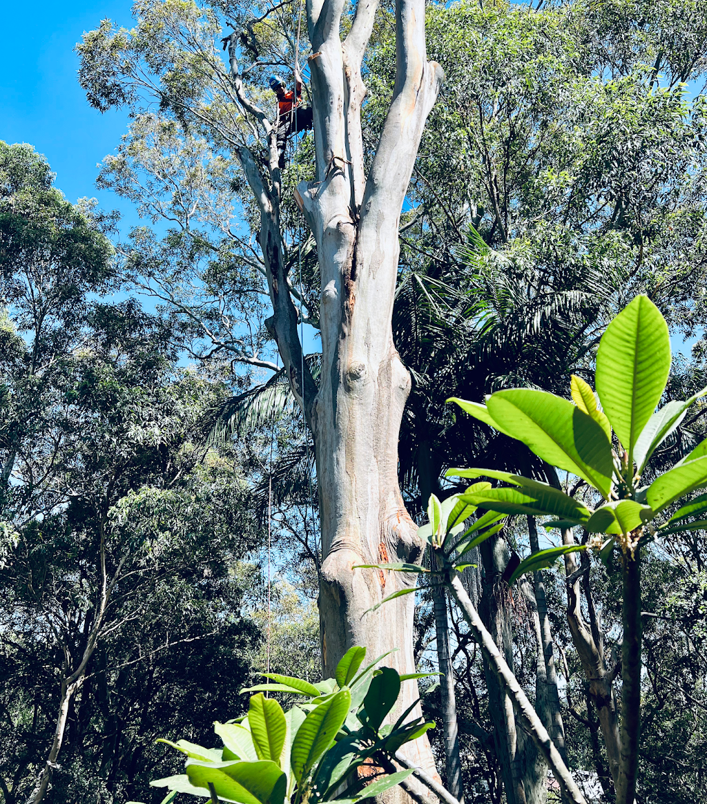Cutting Edge Tree Maintenance | 42 Wakal St, Charlestown NSW 2290, Australia | Phone: (02) 4003 4400