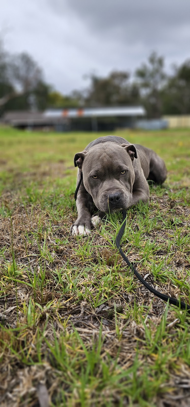 Hollandse Herder kennels | 15 Howell Rd, Londonderry NSW 2753, Australia | Phone: 0448 702 803