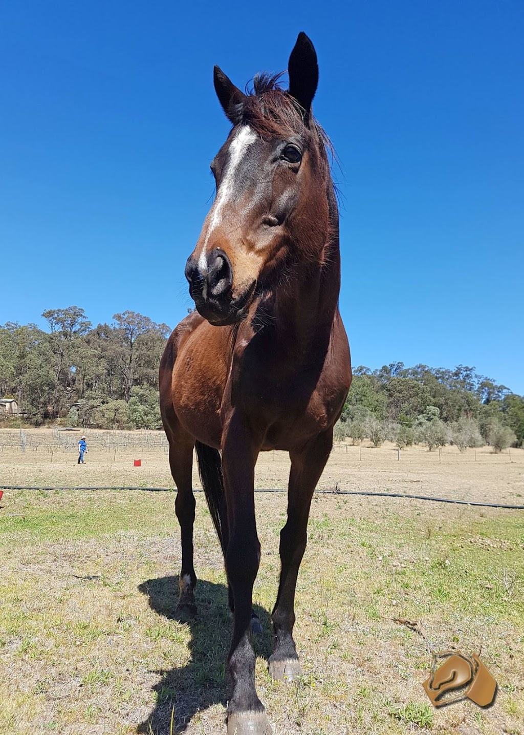 Horse Rescue Australia | 220 Crooked Ln, North Richmond NSW 2754, Australia | Phone: (02) 8250 1442