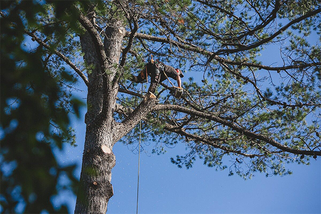 Len McKeown Tree Removal & Arborist | 8 Wright St, Mount Evelyn VIC 3796, Australia | Phone: 1300 135 982