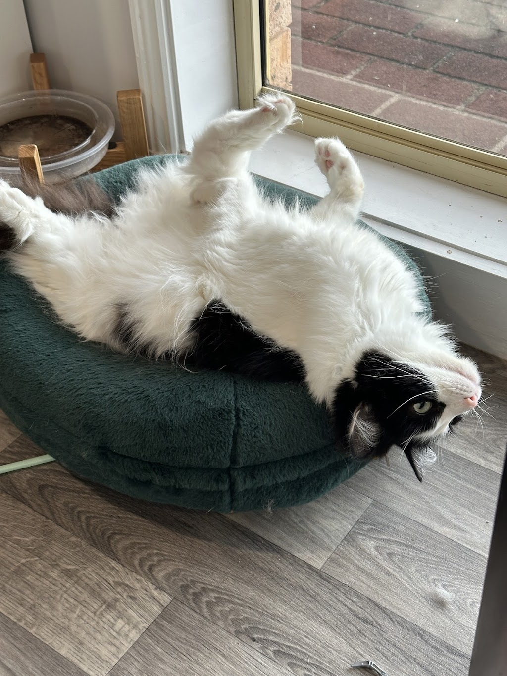 Move Unleashed Port Stephens | Shopping Village, Shop 1/37 Ferodale Rd, Medowie NSW 2318, Australia | Phone: 0400 114 557