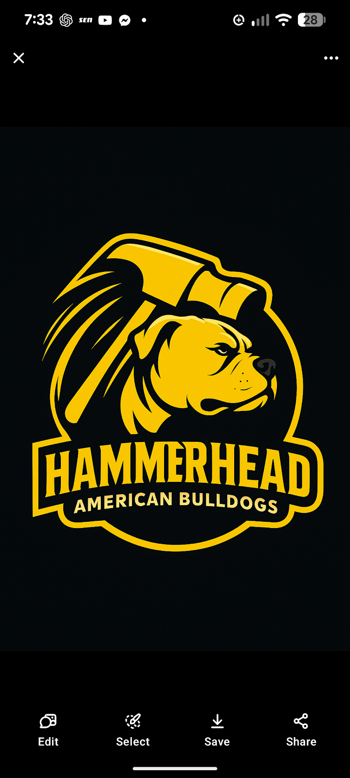 HammerHead American Bulldogs | 769 Central Lansdowne Rd, Upper Lansdowne NSW 2430, Australia | Phone: 0431 888 590