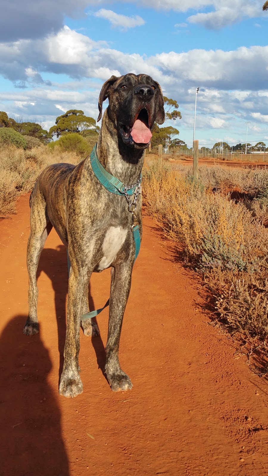 Arboretum - Dog Exercise Area | park | 15 Littlewood Pl, West Lamington WA 6430, Australia