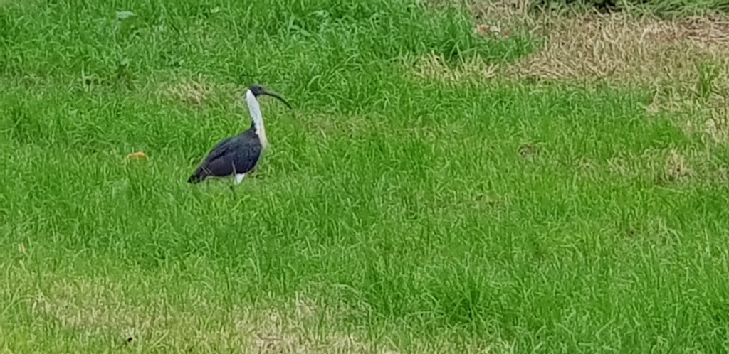 Dandenong Creek Trail | park | Dandenong Creek Trail, Wantirna VIC 3152, Australia