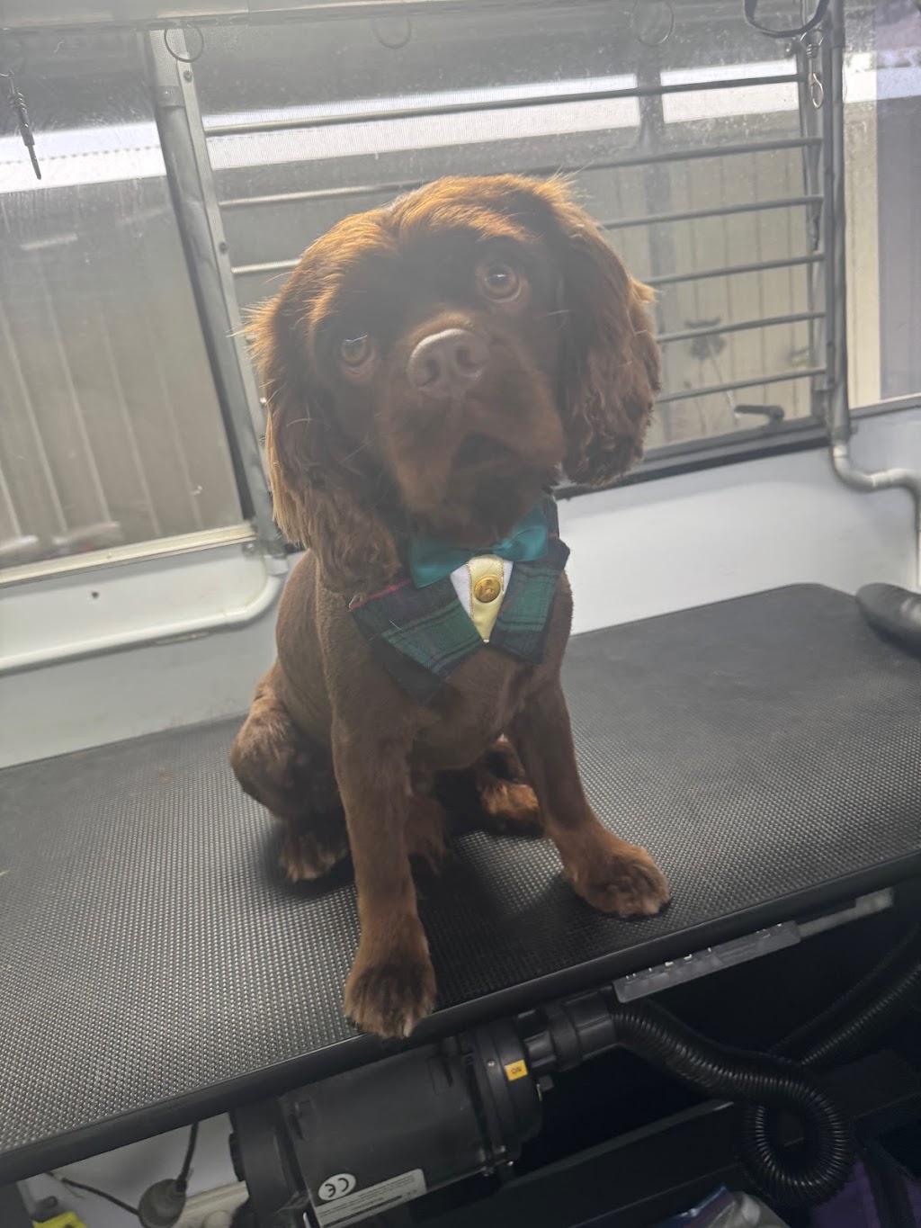 Clean a Paw, South Maclean | 29-39 Crest Rd, South Maclean QLD 4280, Australia | Phone: 0405 407 243 Clean a Paw, South Maclean | 29-39 Crest Rd, South Maclean QLD 4280, Australia | Phone: 0405 407 243