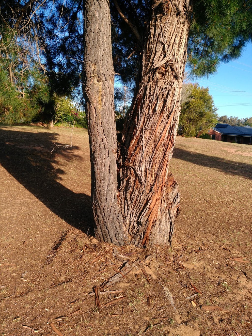 Central Tree Care | 18 Palmer St, Romsey VIC 3434, Australia | Phone: 0409 023 282