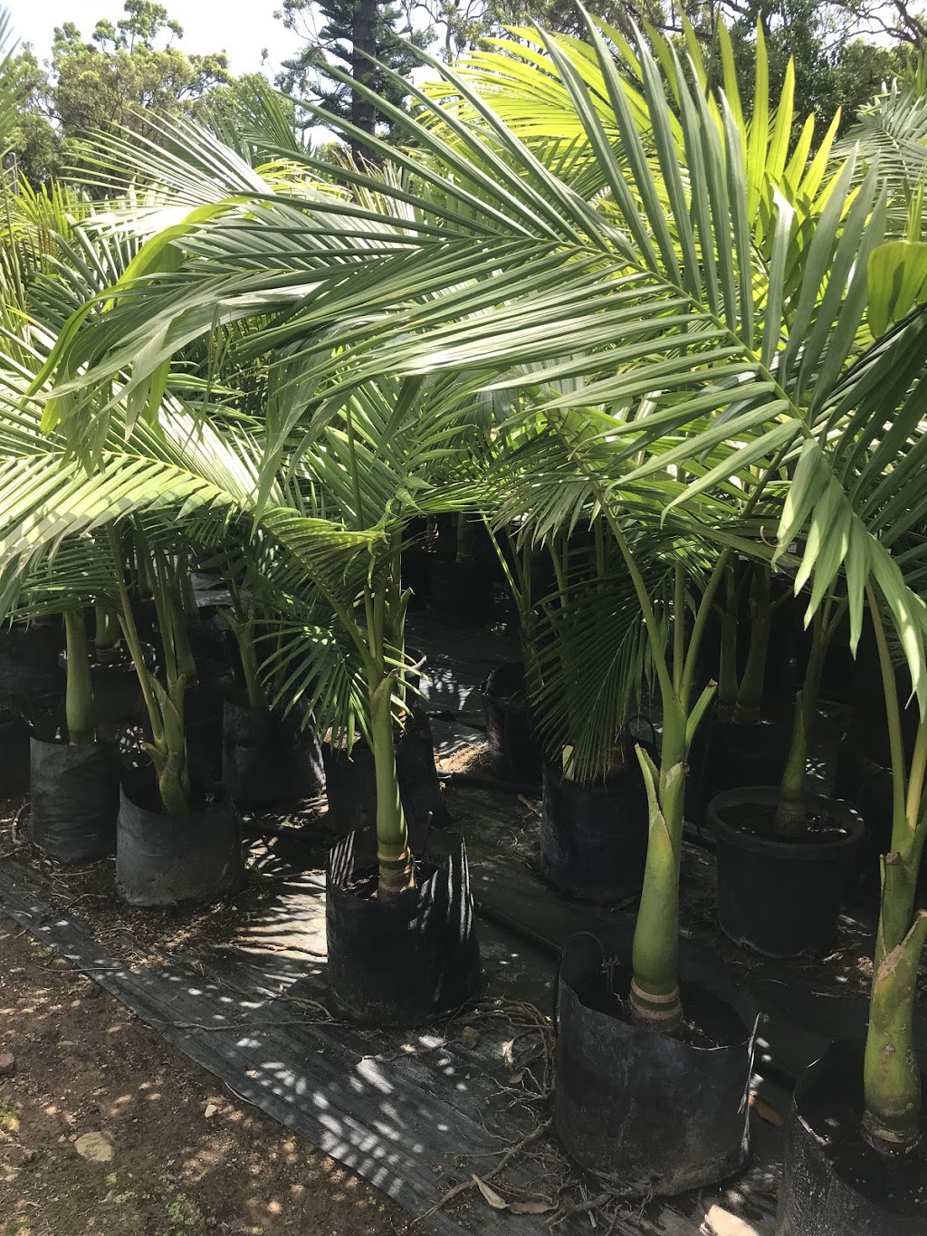 Busy Bees Plants and Palms | general contractor | 848 Conway Rd, Palm Grove QLD 4800, Australia | 0749473520 OR +61 7 4947 3520