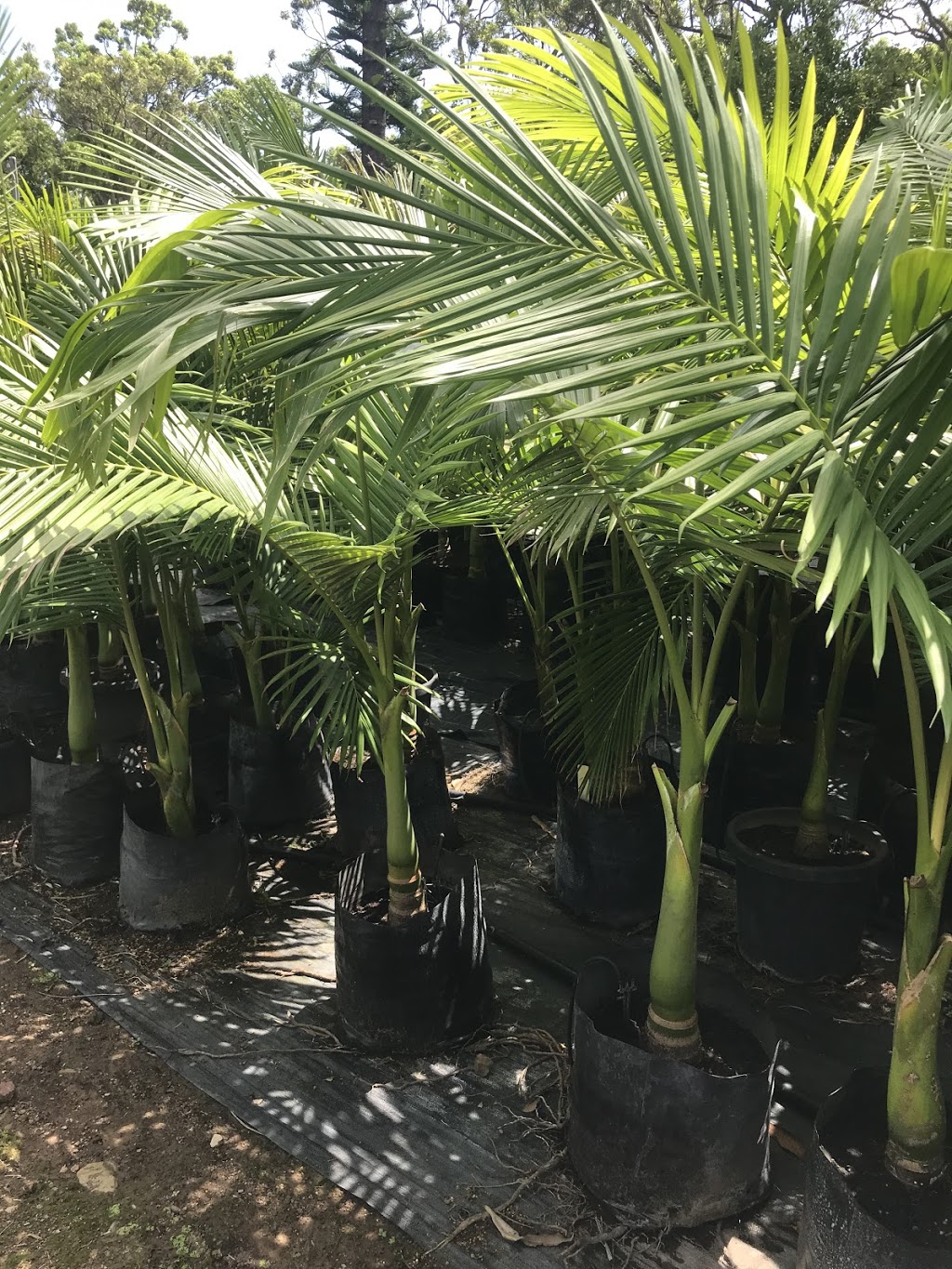 Busy Bees Plants and Palms | 848 Conway Rd, Palm Grove QLD 4800, Australia | Phone: (07) 4947 3520