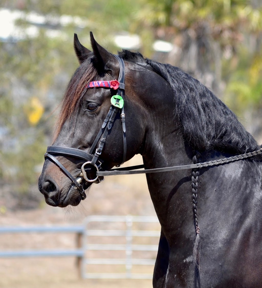 Anakin Friesian Sport Horse Stud | 32-36 Flagstone Ct, South MacLean QLD 4280, Australia | Phone: 0423 427 656